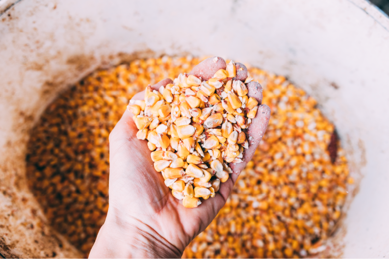 Mycotoxin Update – 2023