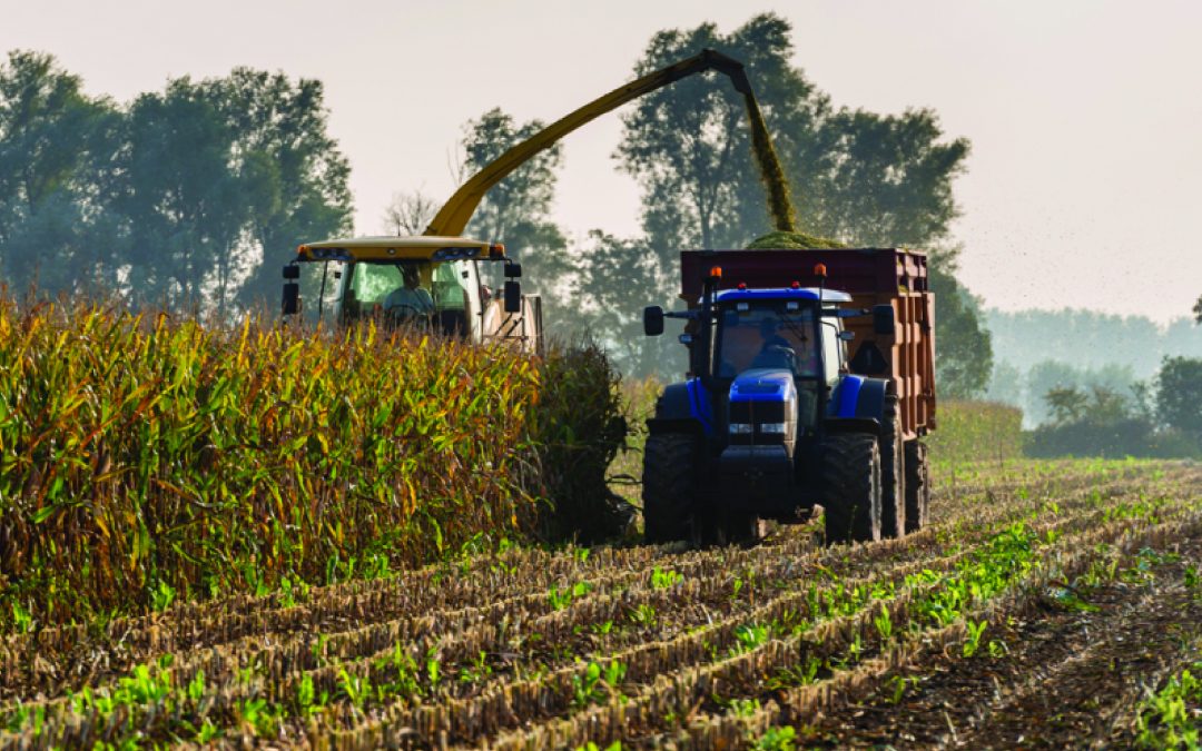 Silage Harvest Timing: Be Ready