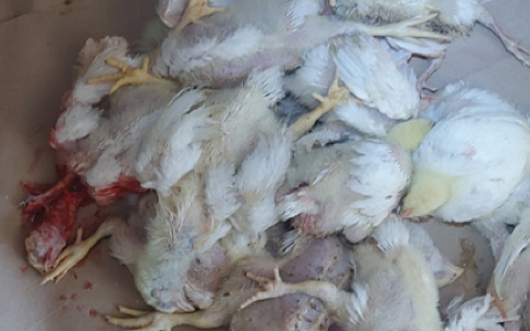 Higher Mortality and Condemn Rates in Broilers