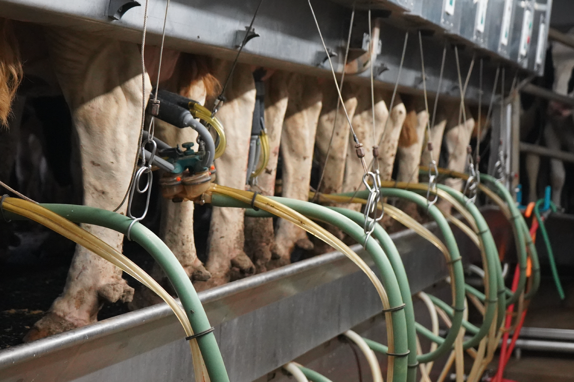 DairyHeader_MilkingNutritionHeader