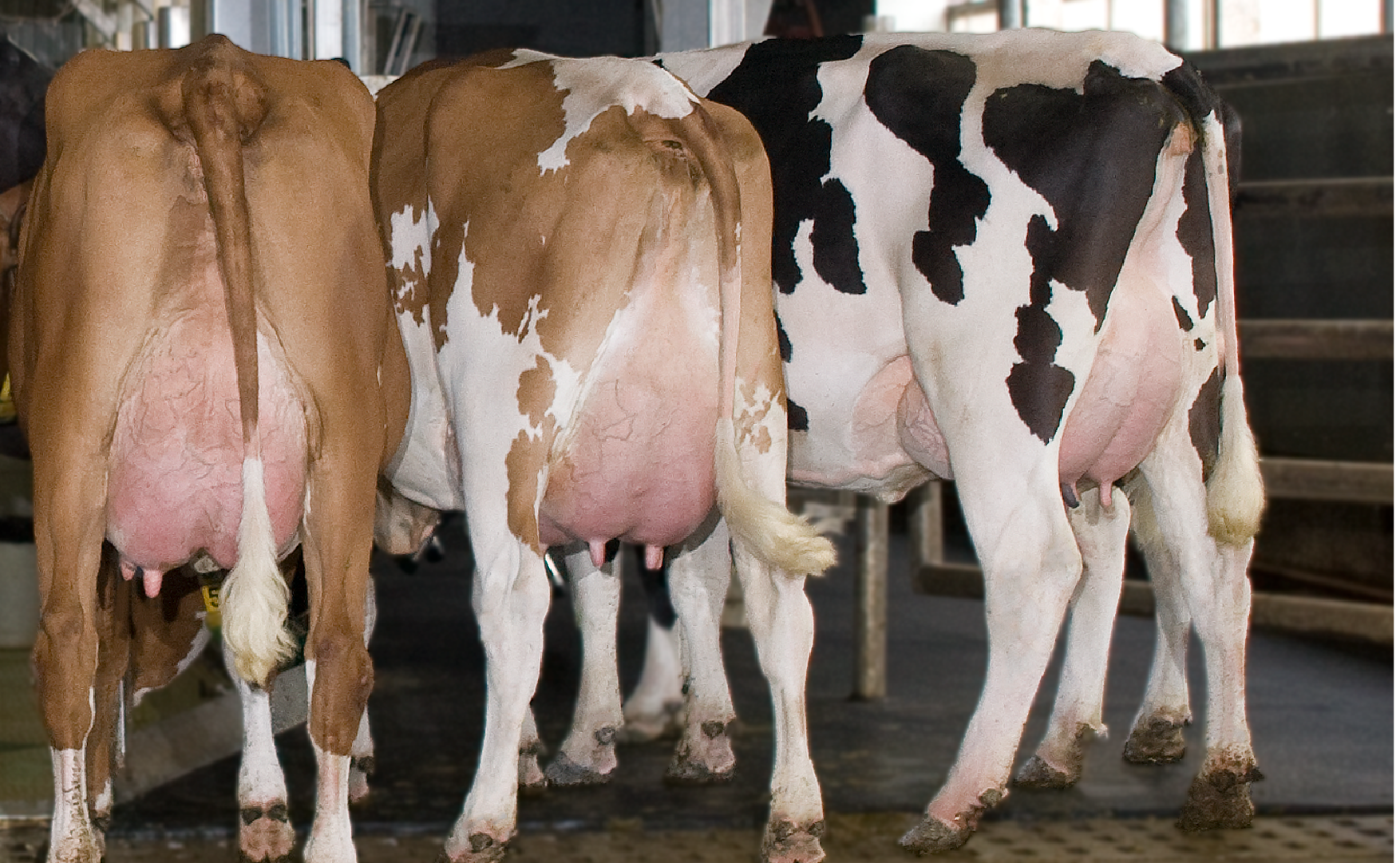 MilkingNutrition