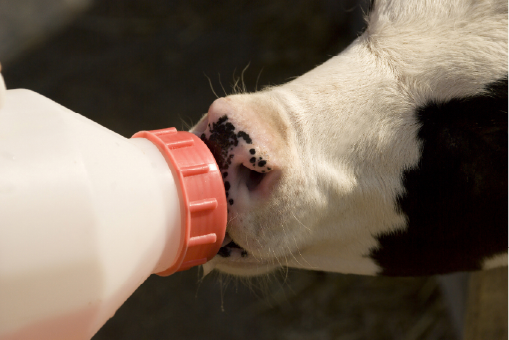 calf-drinking-2-01