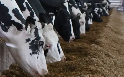 2024 Dairy Outlook: Returning to a Sense of Normalcy