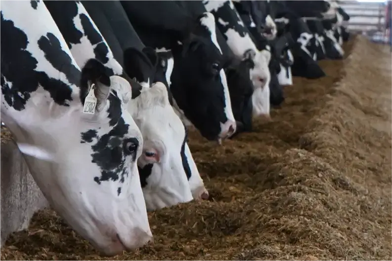 2024 Dairy Outlook: Returning to a Sense of Normalcy