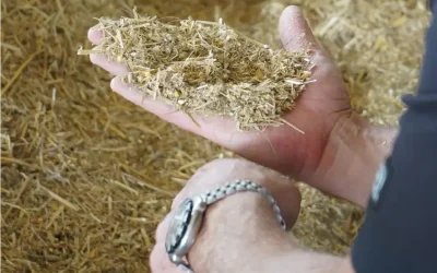 Think Before You Cut – The Impact of Forage Quality on Feed Cost