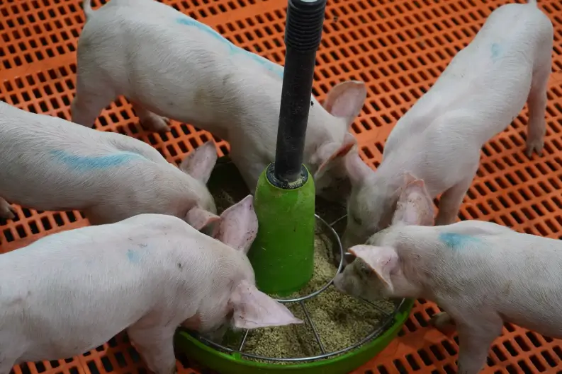 Piglets feeding at creep feeder.