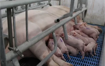 Expectations Around Farrowing: Birth Weights