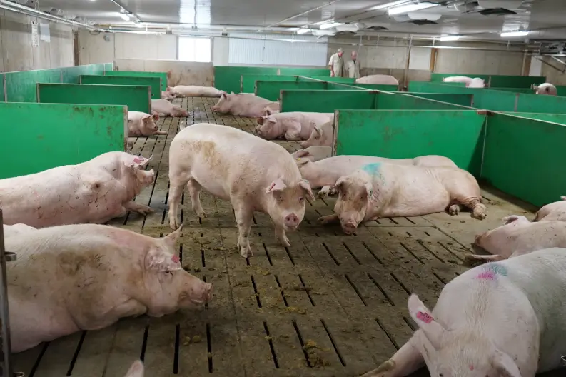 SwineGrist.Summer2024_LooseSowHousing_Loose Sow Housing Loose sow housing.