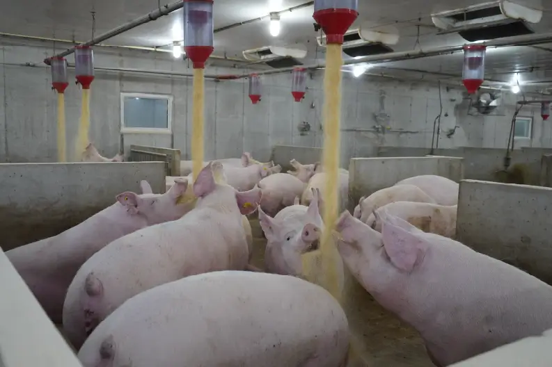 SwineGrist.Summer2024_LooseSow_DropFeed_LooseSow-DropFeed Loose sows with drop feed.