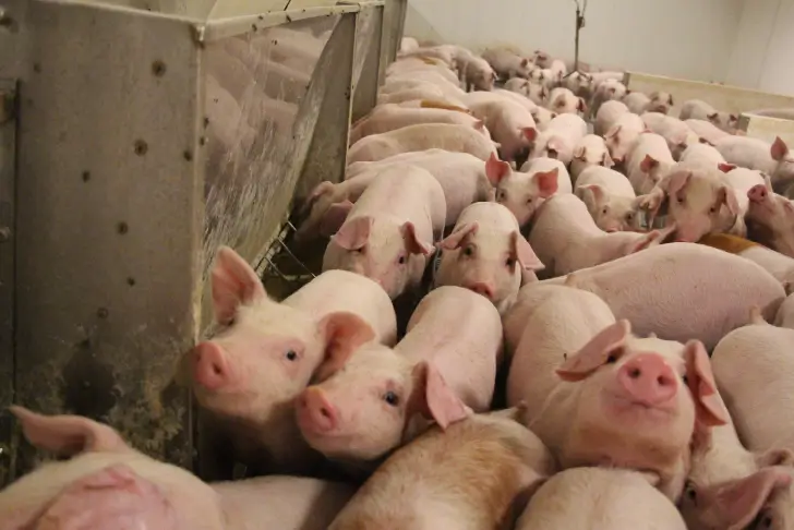 Group of piglets at feeder.