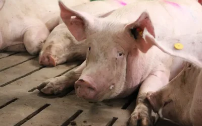 Heat stress management in sows: Nutritional and environmental strategies