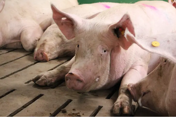 Sow laying down in barn.