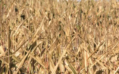 Planning the Corn Silage Harvest: Time to Think About Cutting Height