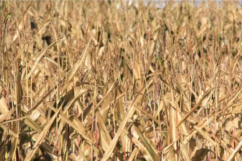 Planning the Corn Silage Harvest: Time to Think About Cutting Height