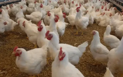 The Price of Coccidiosis: Understanding Its Economic Impact on Poultry Farms