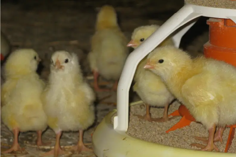 Chicks in feeder.