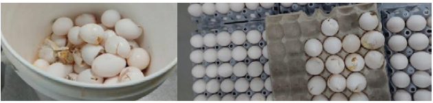 Cracked Eggs Cracked eggs collected from the conveyor belt at a farm
