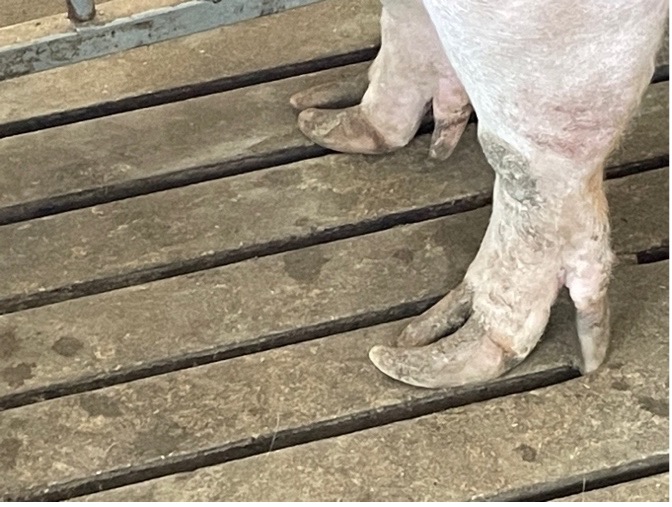 Poor chiropody Poor chiropody