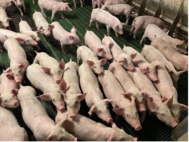 SwineGrirst.Spring2025.Ear necrosis in nursery pigs Ear necrosis in nursery pigs.