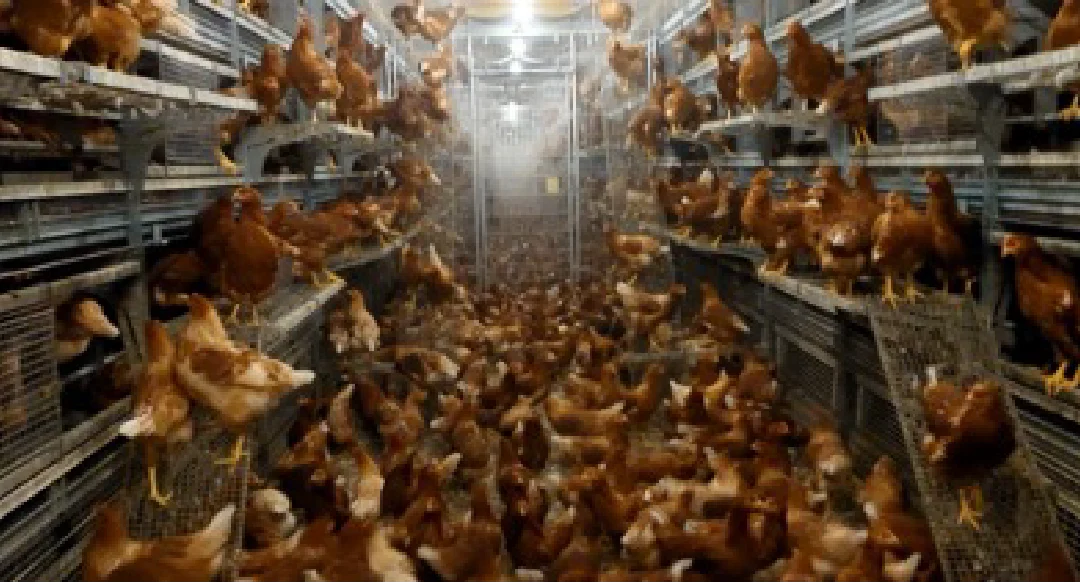 Brown pullets in enriched housing.