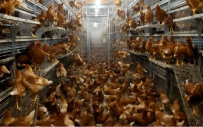 Pullet Nutrition: For Higher Peak Production and Better Egg Size (Part 1)