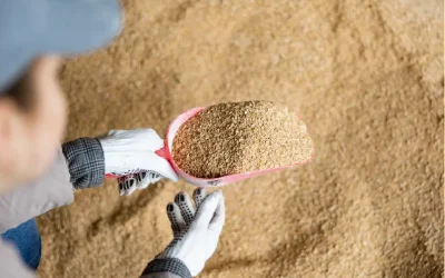Roasted Soybeans: A Strategic Opportunity Amid Rising Tariffs on Soybean Meal Prices