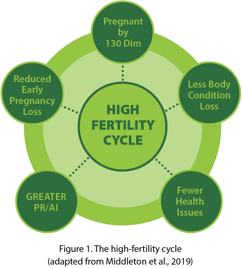 01DairyGrist.Jul2025_Highfertilitycycle The high-fertility cycle (adapted from Middleton et al, 2019)