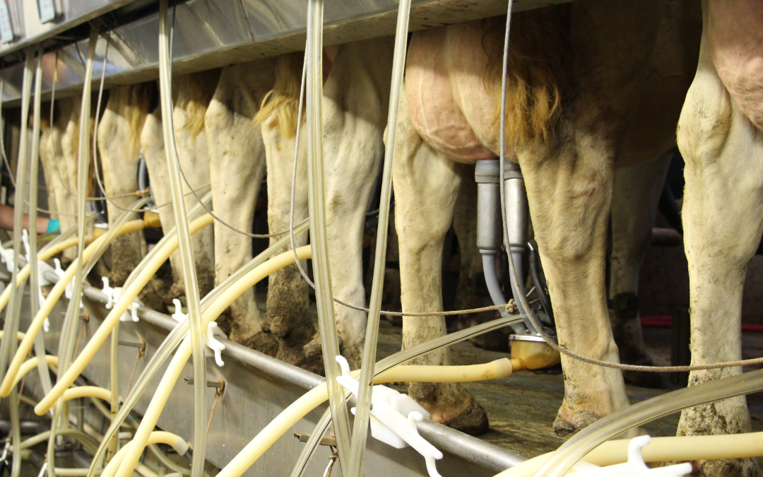 Cows being milked.