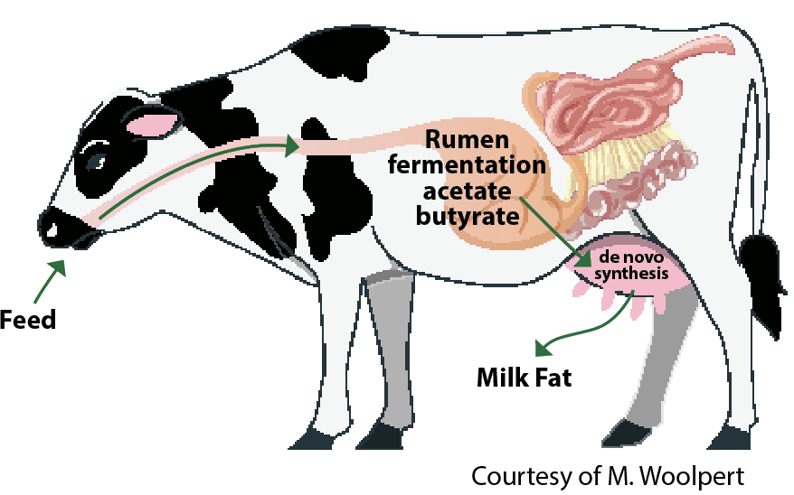 01DairyGrist.July2025_cowdiagram Cow diagram