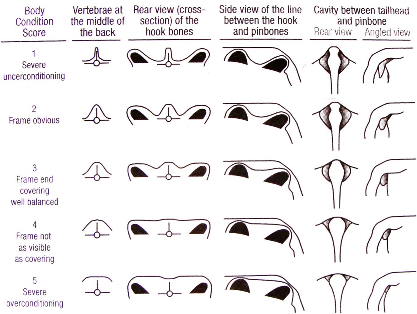 Body Condition Scoring Chart Figure 2. Body Condition Scoring Chart, where 1 is severely underconditioned and 5 is obese (Adapted from<br />
Edmondson et al., 1989)