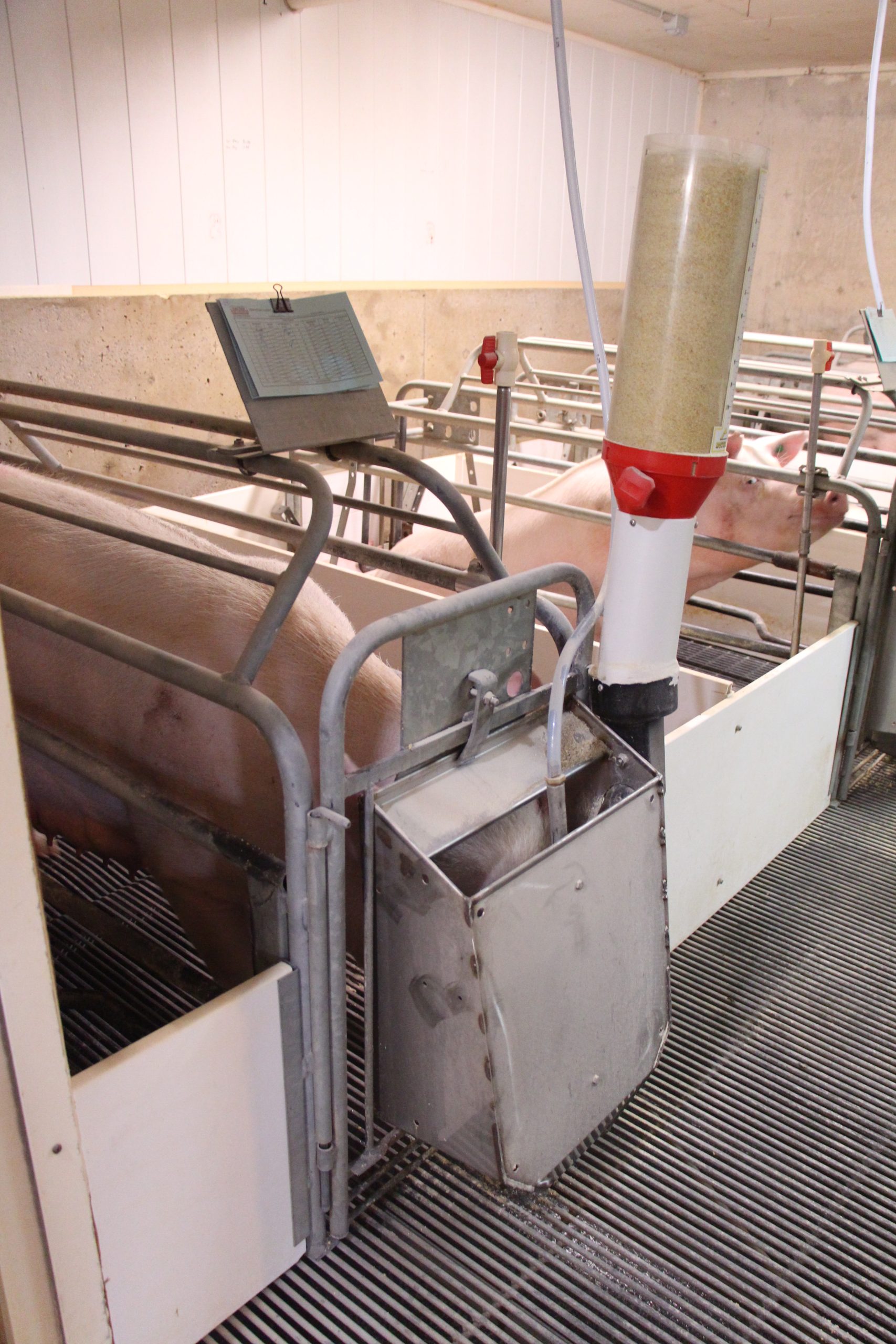 Sow feeding from EZ Pig Feeder Sow feeding from EZ Pig Feeder