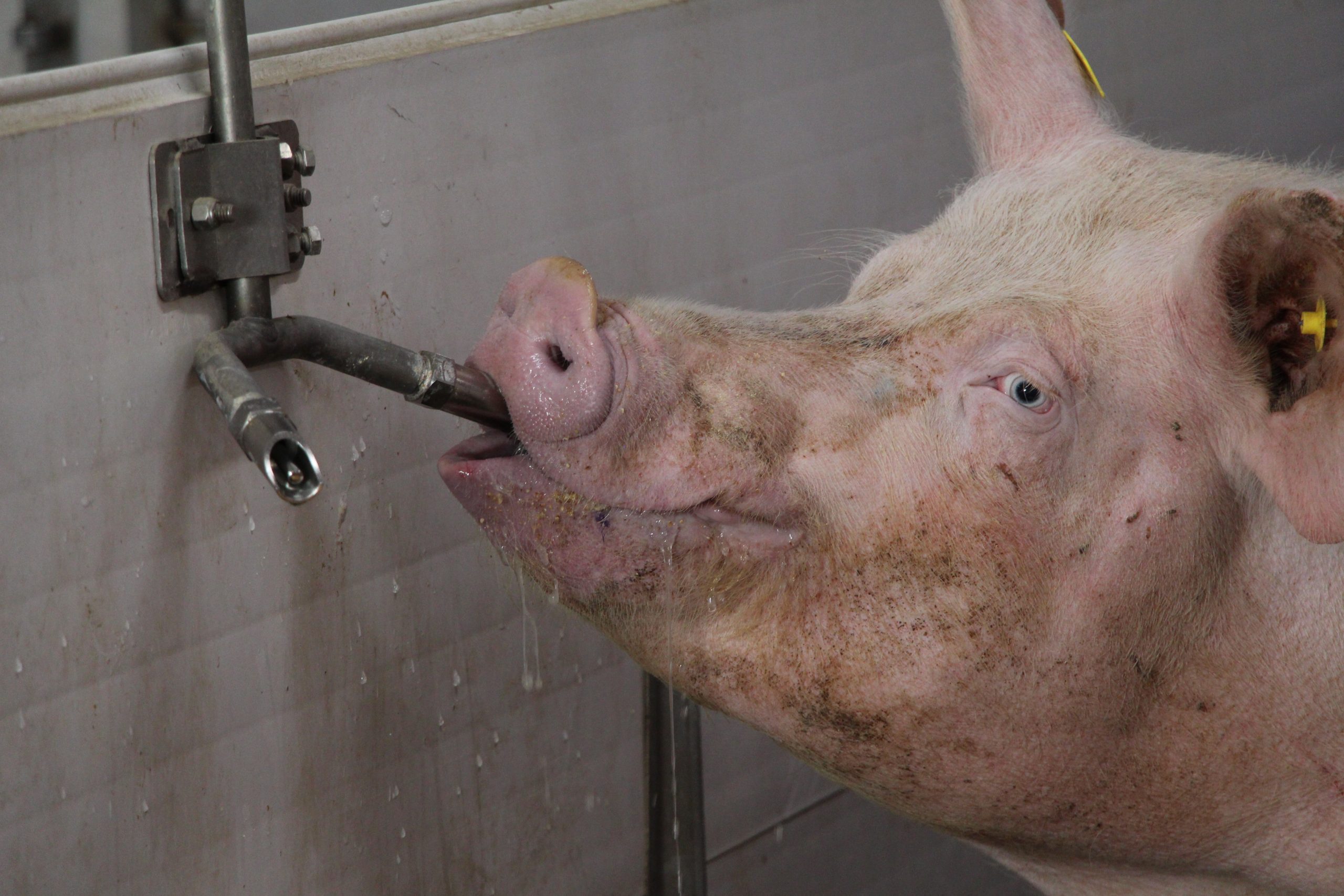 Pig-Drinking-1