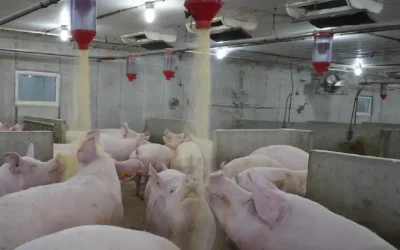 Feeding Gilts and Sows During the Transition Period