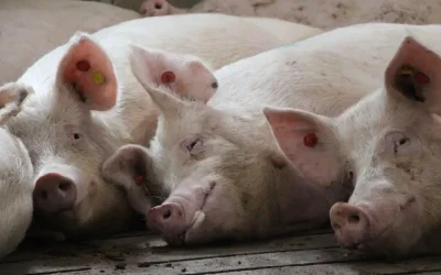 Heat Stress in Sows
