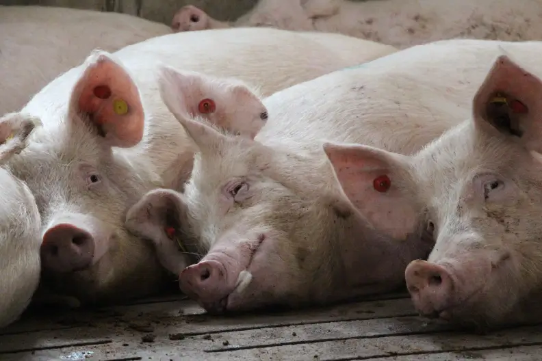 Sows laying down.
